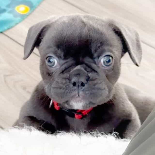 Vixen - French Bulldog Female