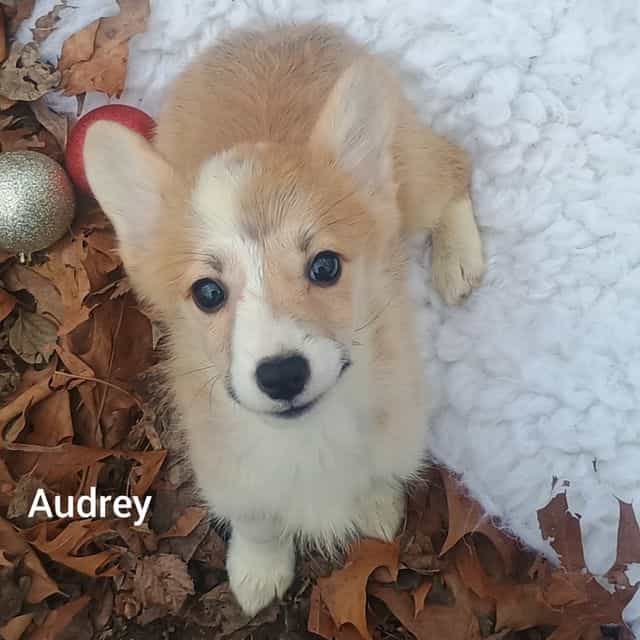 Audrey  - Pembroke Welsh Corgi Female