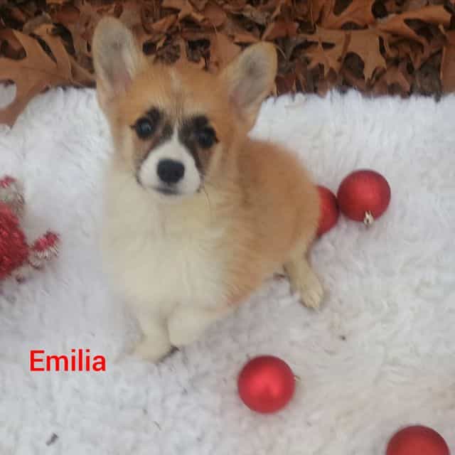Emilia - Pembroke Welsh Corgi Female