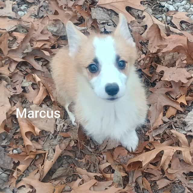 Marcus  - Pembroke Welsh Corgi Male