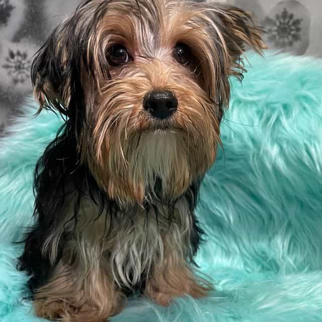 Mellow  - Yorkshire Terrier Male