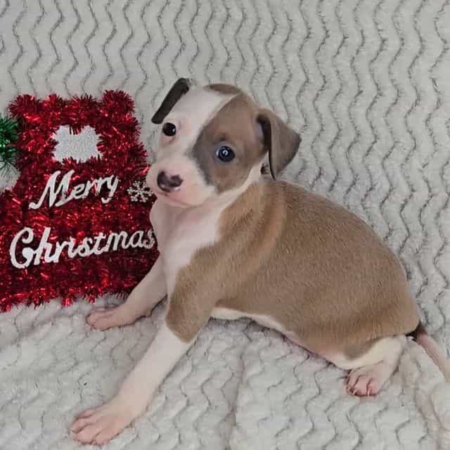 Clarise - Italian Greyhound Female