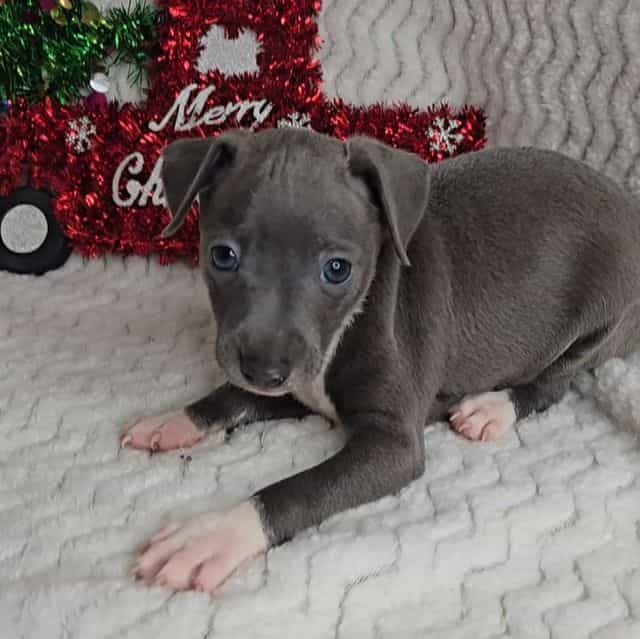 Rudolph - Italian Greyhound Male