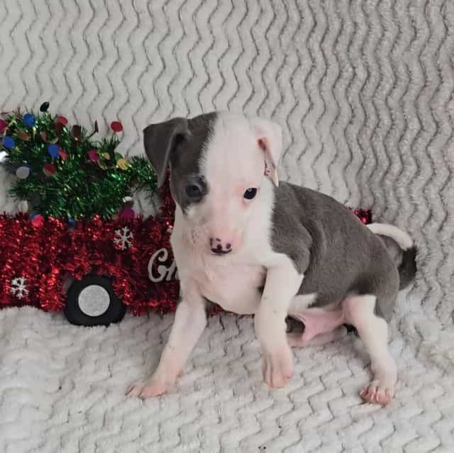 Frosty - Italian Greyhound Male