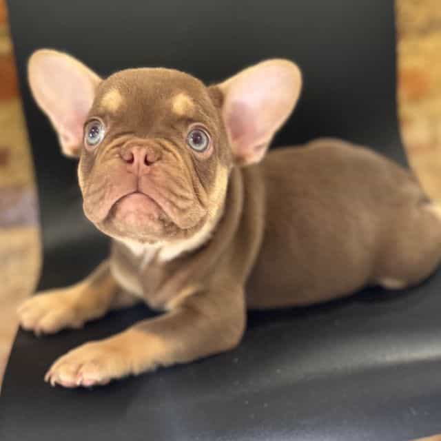 Buddy The III - French Bulldog Male