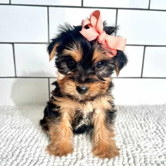 Maribell - Yorkshire Terrier Female