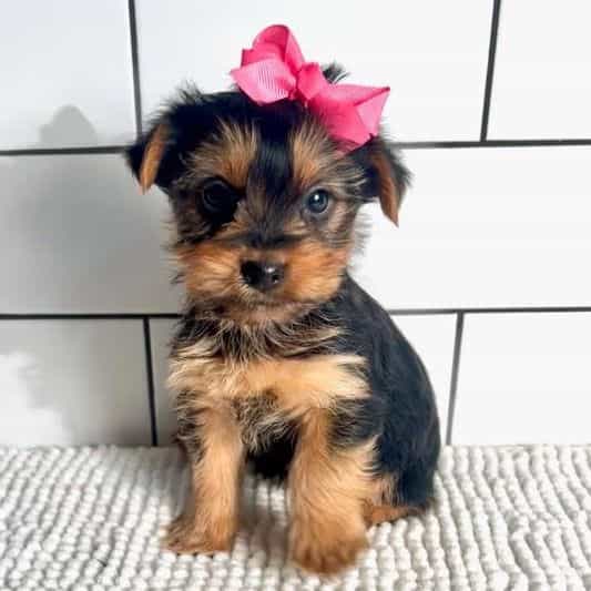 Kelsie - Yorkshire Terrier Female