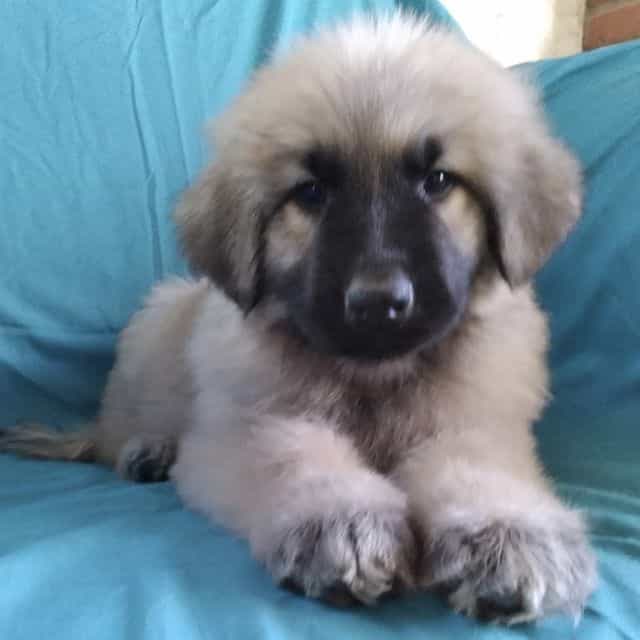 KING SHEPHERD - King Shepherd Male