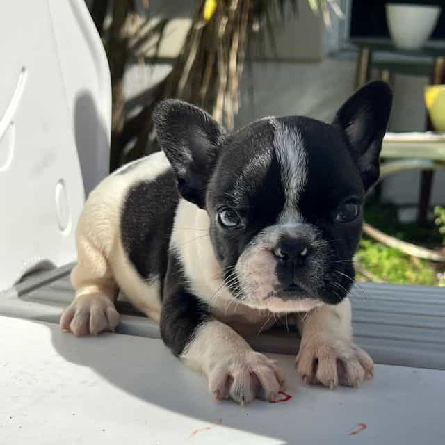 Seven  - French Bulldog Male