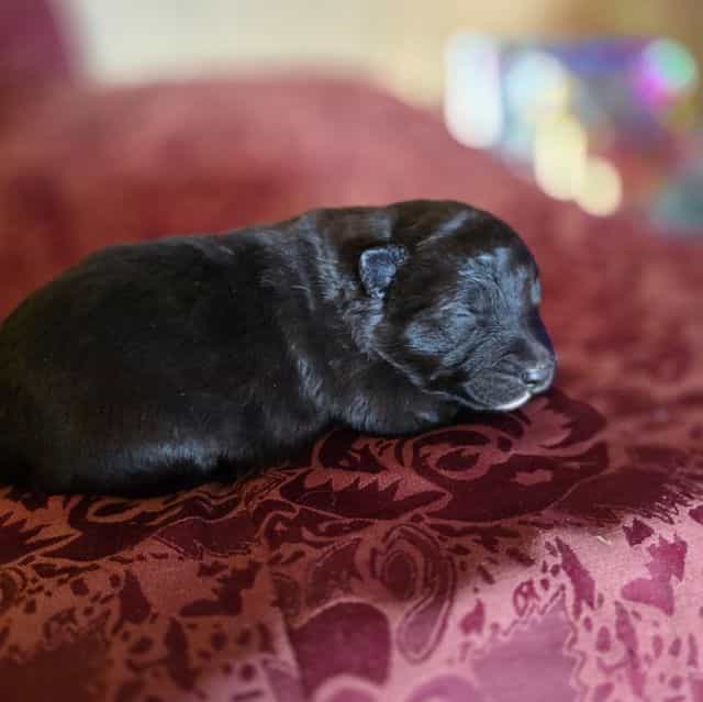 Starlight - Mudi Female