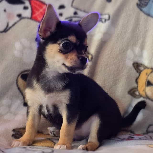 Rocky - Chihuahua Male