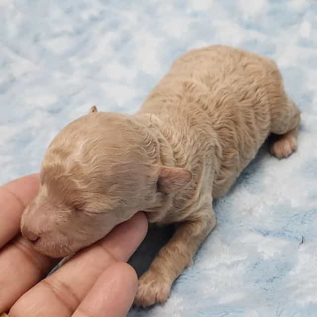 Natalie - Toy Poodle Female