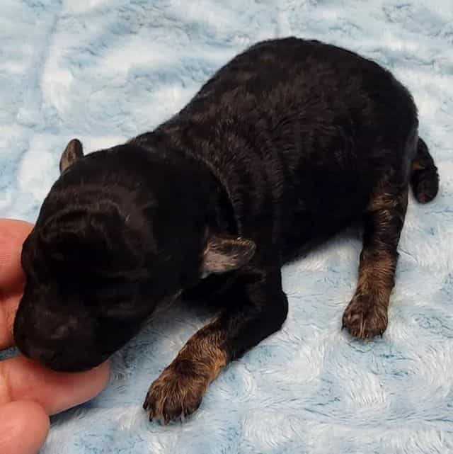 Tyson - Toy Poodle Male