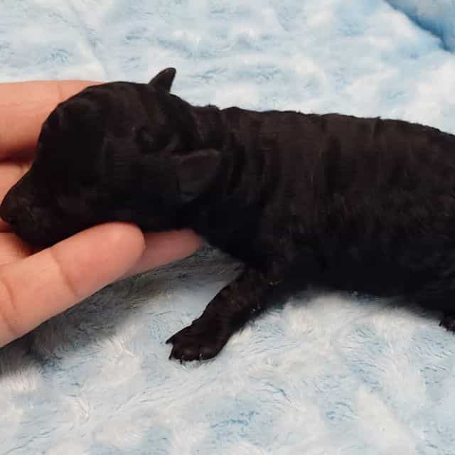 Alan - Toy Poodle Male