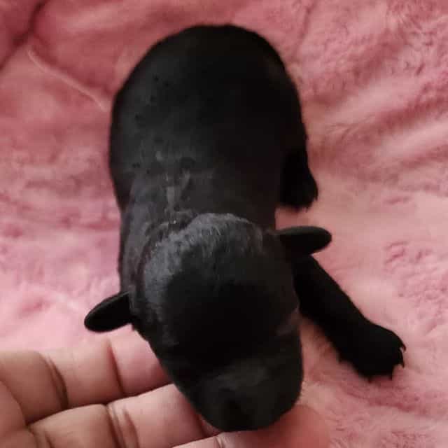 Blacky - Toy Poodle Male