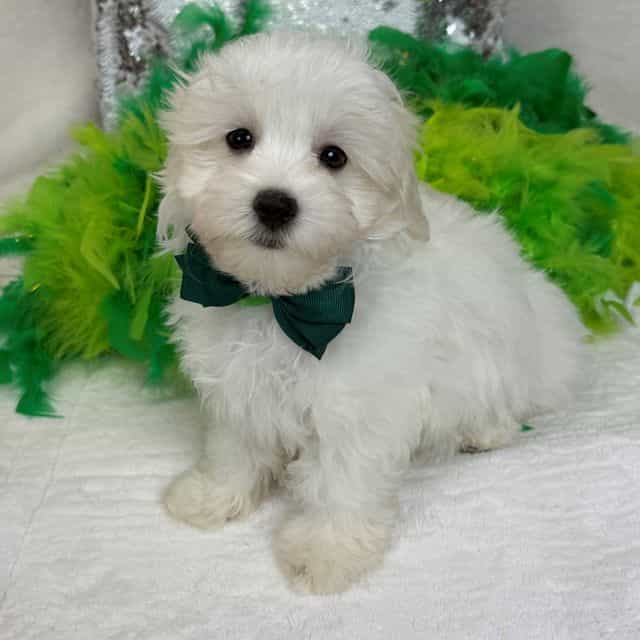 Daisy Green Boy - Maltipoo Male