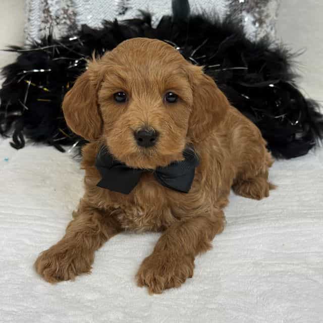 Braley Black Bo - Goldendoodle Male