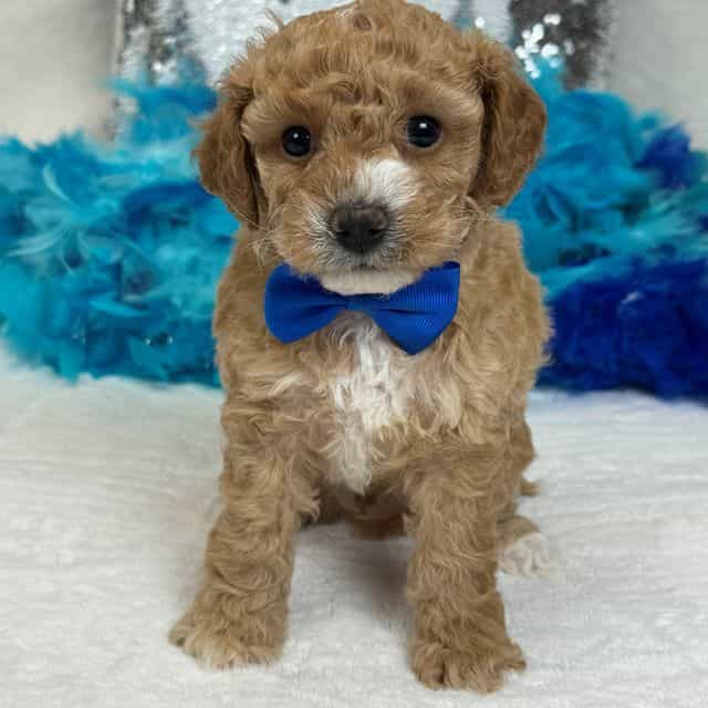 Molly Blue Boy - Goldendoodle Male
