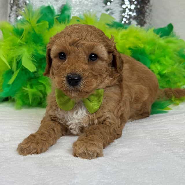Molly Green Boy - Goldendoodle Male