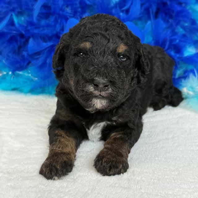 Elsa Blue Boy - Bernedoodle Male