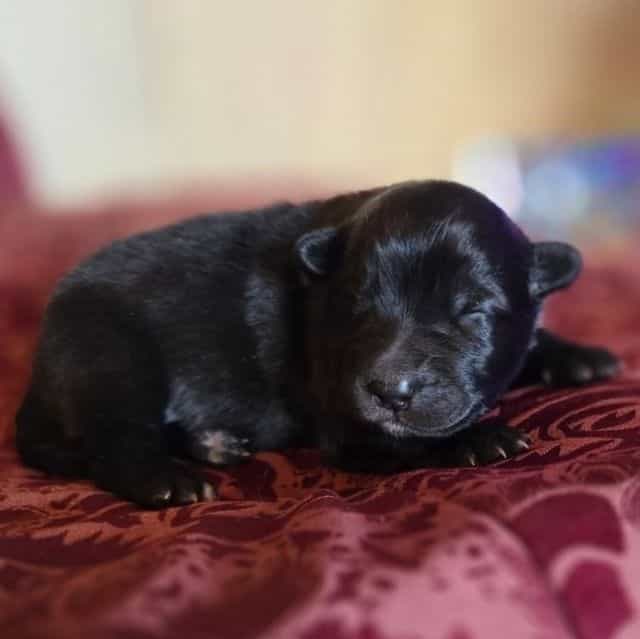 Stardust - Mudi Female