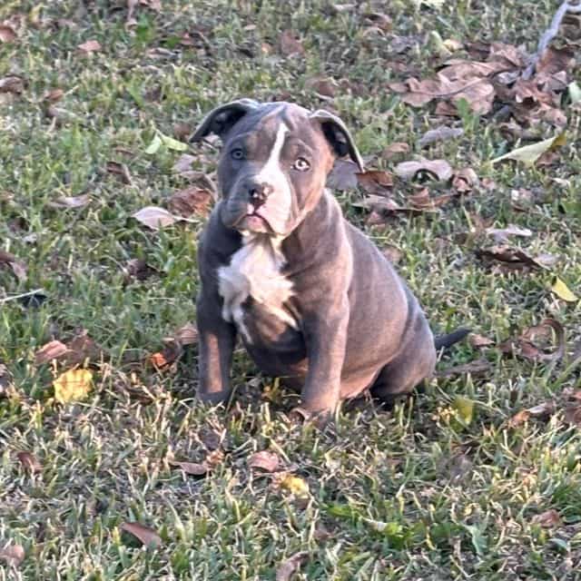 Aqua - American Bully Female