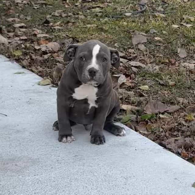 Tyson - American Bully Male