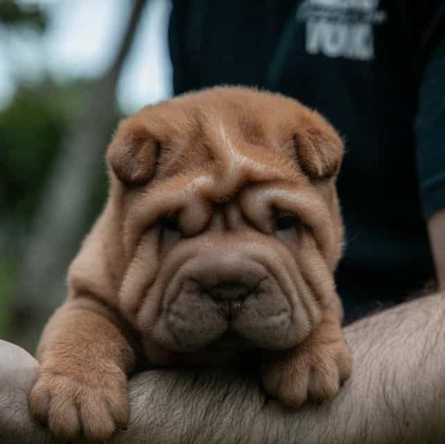 Leo - Chinese Shar-Pei Male