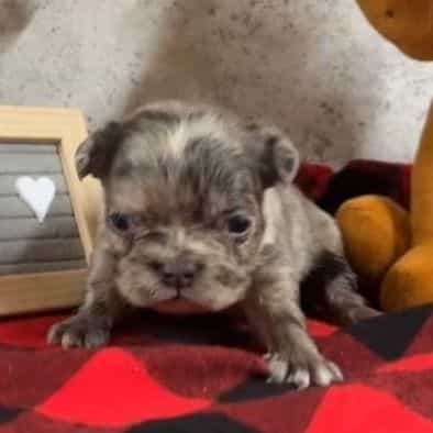 Nancy - French Bulldog Female