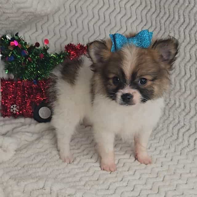 Rudolph - Pomeranian Male