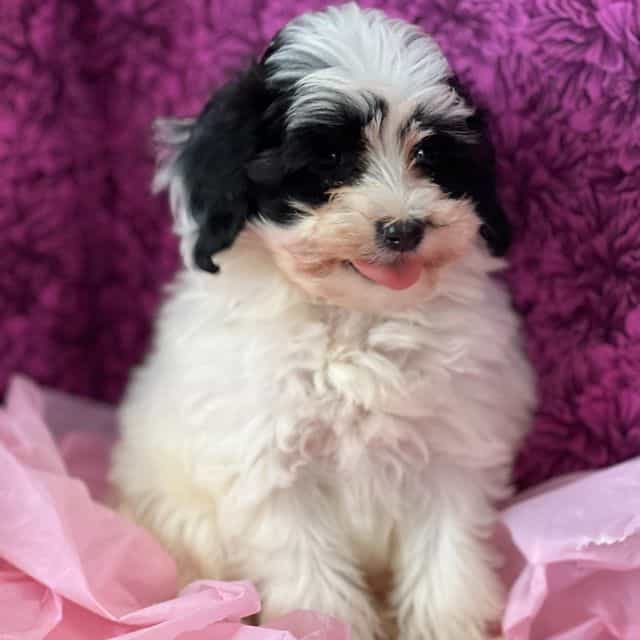 Simone - Papipoo Female