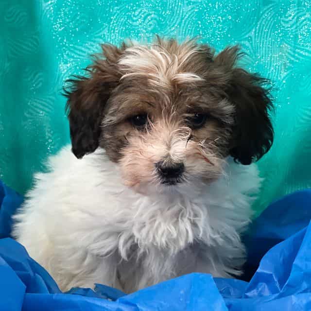 Spencer - Papipoo Male