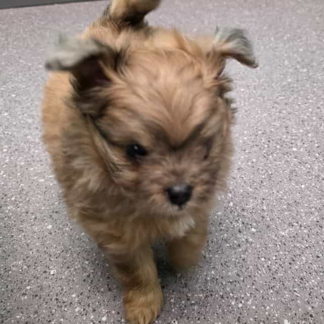 Tommy - Pomapoo Male