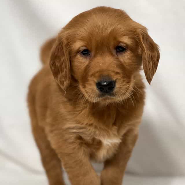 Ruthie - Golden Retriever Female