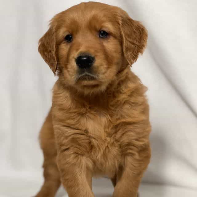 Robert - Golden Retriever Male