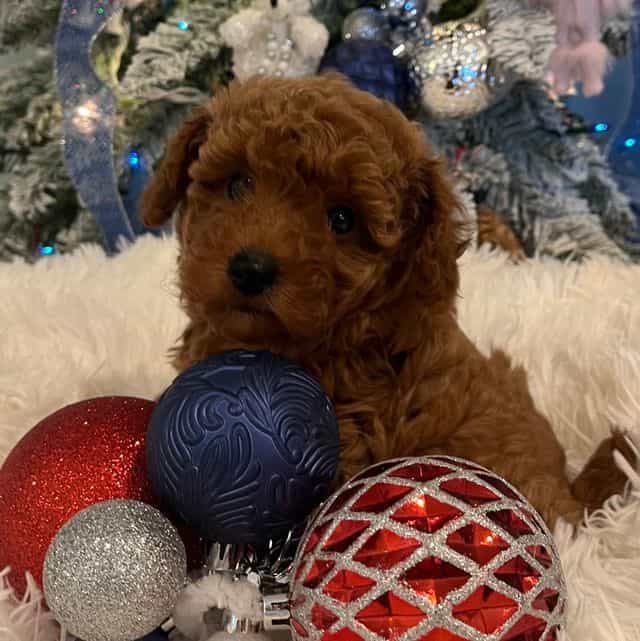 Foxy  - Toy Poodle Female