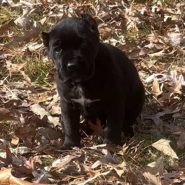 Trina - Cane Corso Female