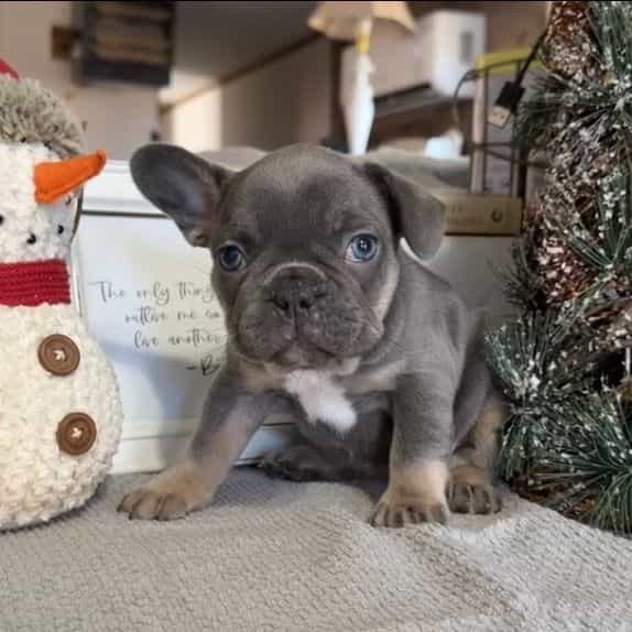 Evie - French Bulldog Female