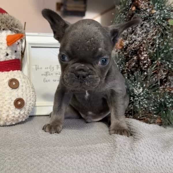 Noah - French Bulldog Male