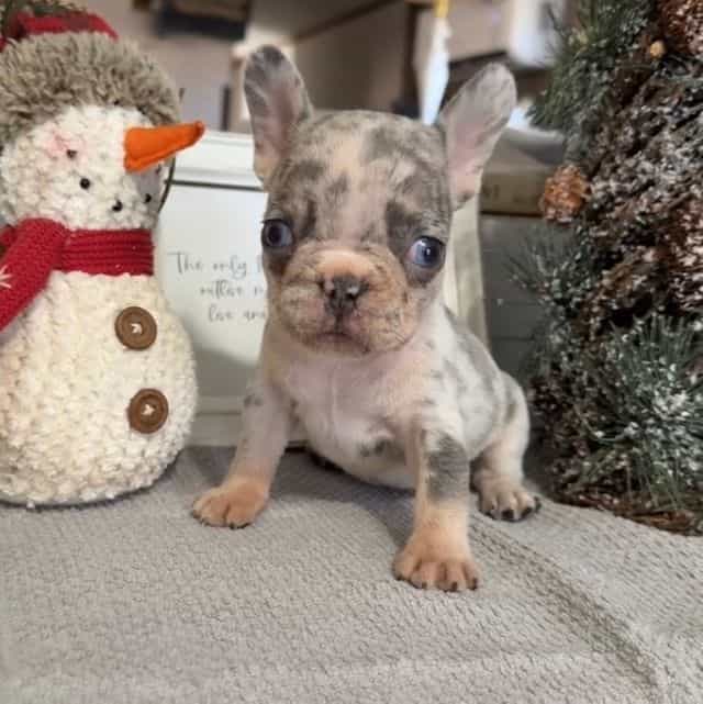 Violet - French Bulldog Female