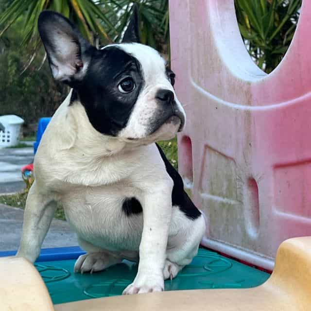 Rosie  - French Bulldog Female
