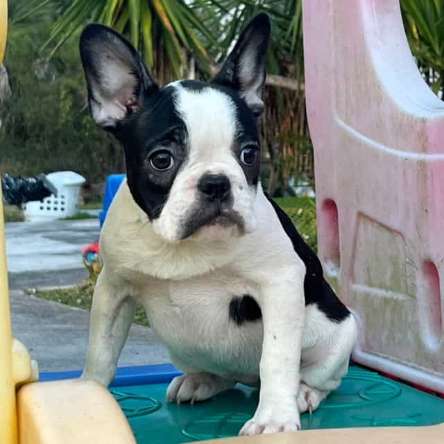 Rosie  - French Bulldog Female