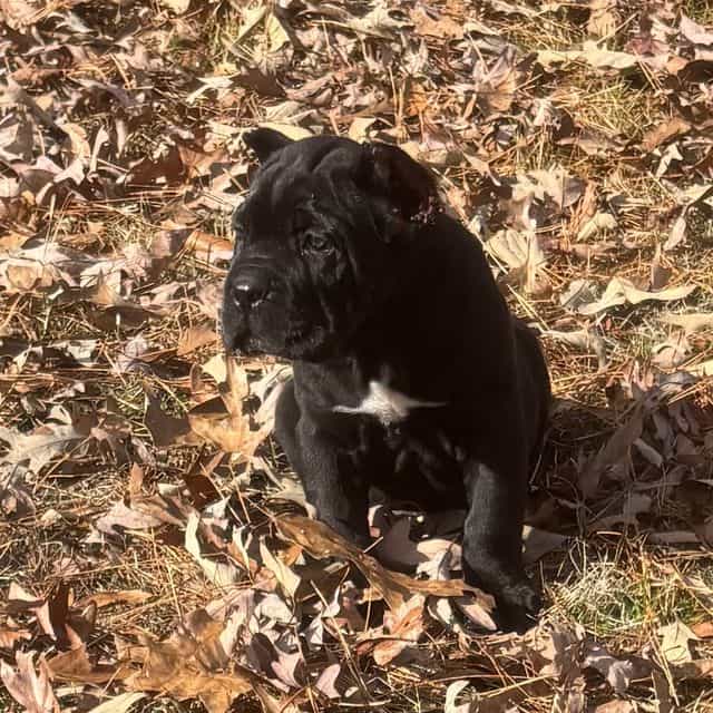 Justice - Cane Corso Male