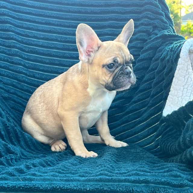 Ginger - French Bulldog Female
