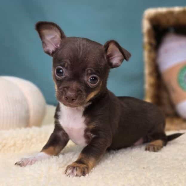 Chico - Chihuahua Male