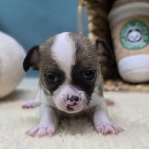 Sammy - Chihuahua Male