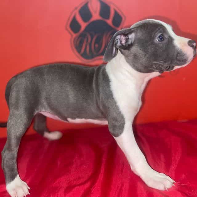 Precious  - American Pit Bull Terrier Female