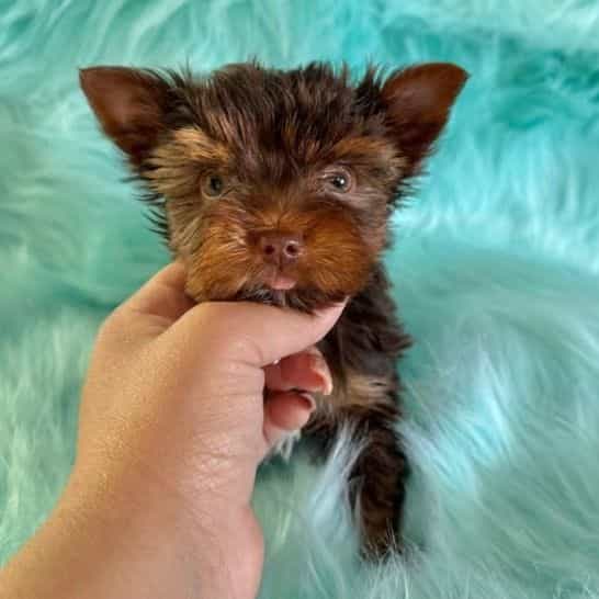 Fudge  - Yorkshire Terrier Male