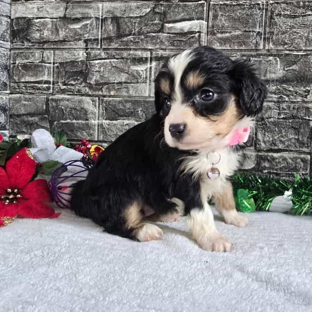 Stella - Aussalier Female