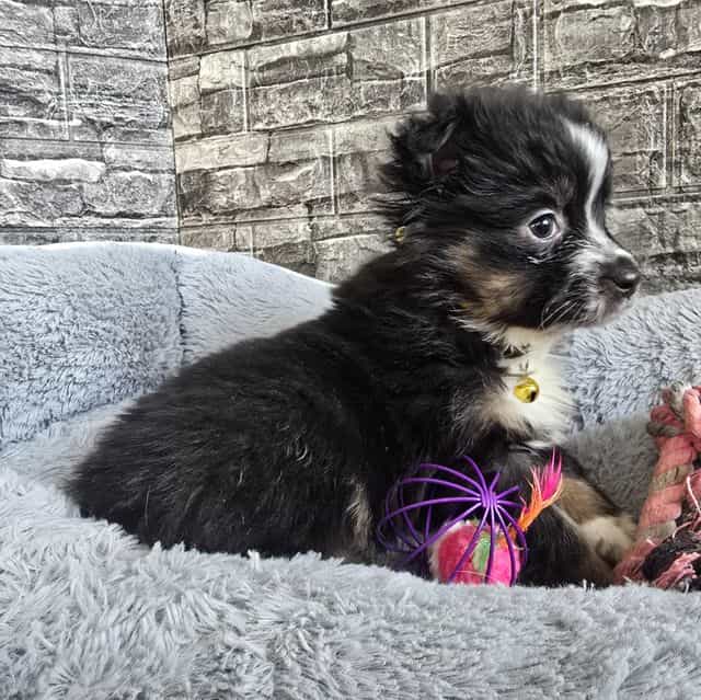 Eve - Australian Shepherd Female